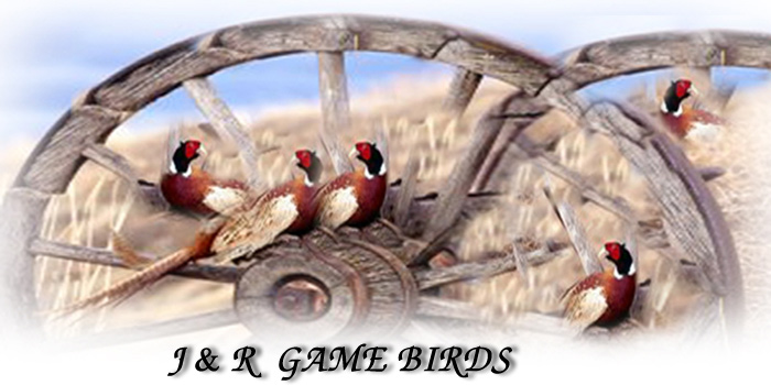 J&R_game_birds_pheasant_header