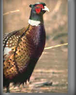 pheasant03_1