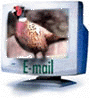 pheasant_e-mail