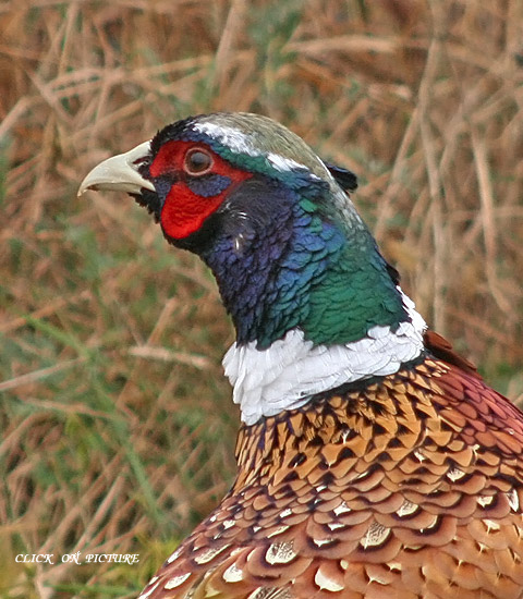 ringneckedpheasant2